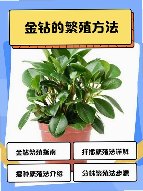 金钻 使用教程 新手入门
