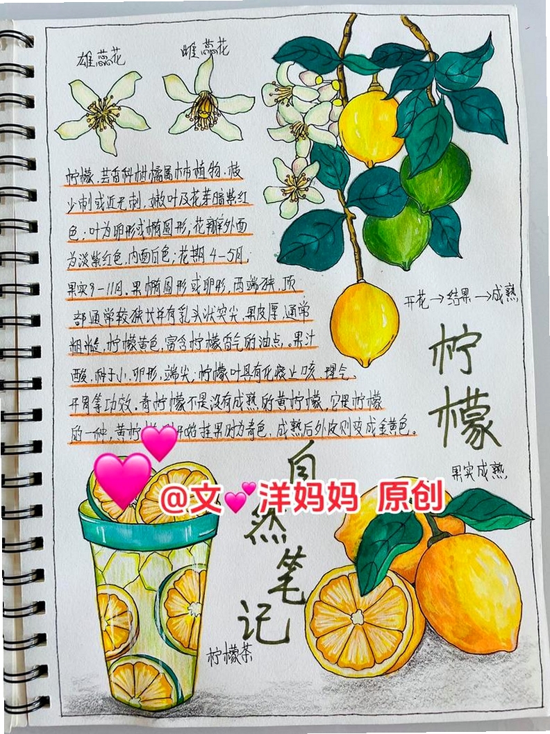 柠檬笔记 使用教程
