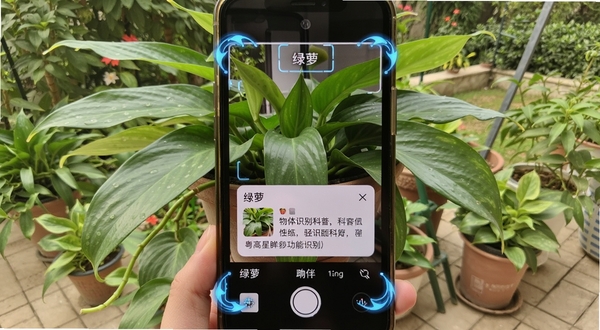 粤高星眸物体识别功能实拍图,手机摄像头对准一盆绿色植物,屏幕下方显示植物名称“绿萝”及科普卡片,背景为户外花园,自然光照射,画面色彩真实,边缘有识别动画框,体现即时反馈和实用价值