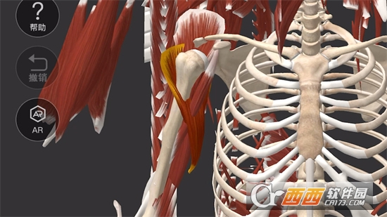 维萨里3D解剖软件app