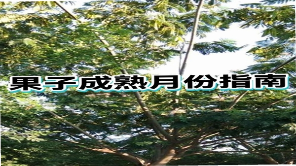 果子熟了-业务员端 更新日志版本记录