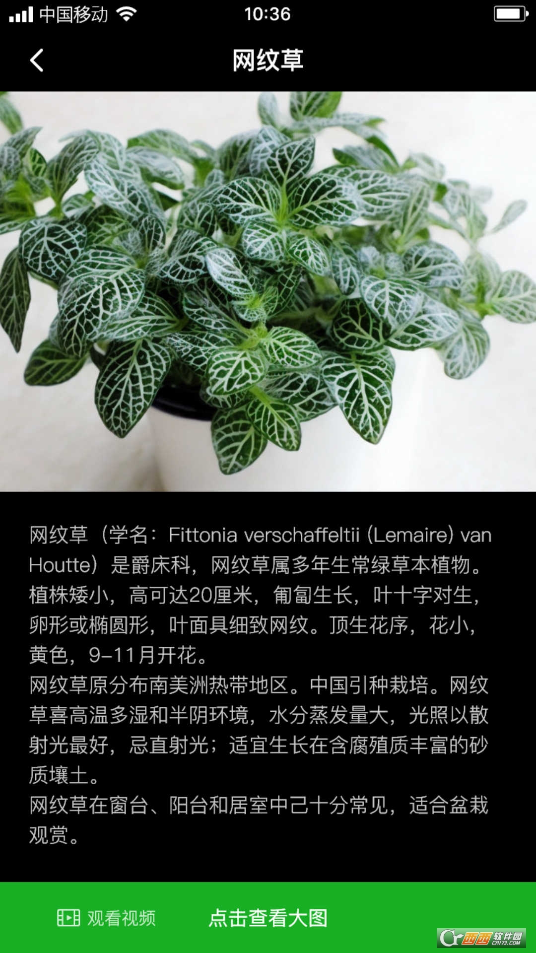 网纹草