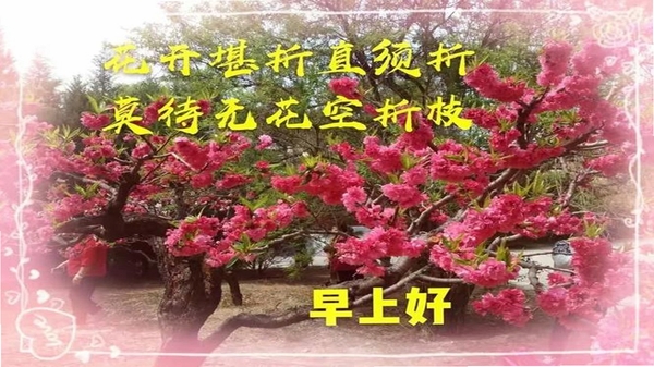 好信花 使用问答