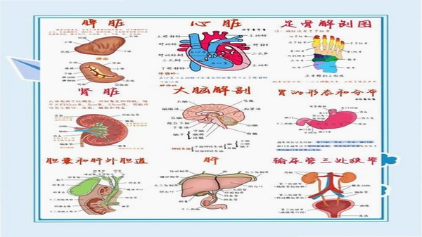人体解剖学图集 使用教程 界面操作