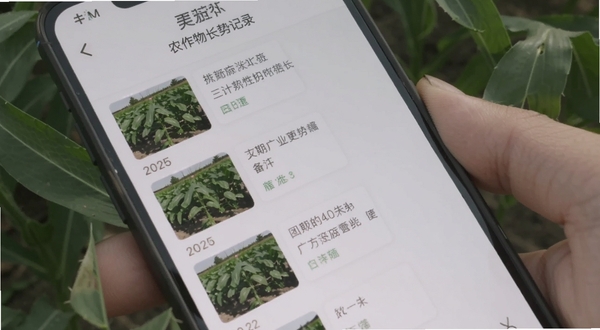 农抬头作物长势记录页面，手机屏幕显示按时间排列的作物照片缩略图与备注文字，画面主体为手持手机的特写，背景为绿色作物叶片，光线柔和，适配Boogu模型生成
