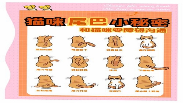 喵喵的小脚本 使用教程图解